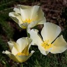 100  Eschscholzia seeds,Eschscholzia White,SW91