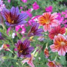 1200 Salpiglossis ,Salpiglossis sinuata,SW92