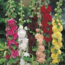 15 Hollyhock,Malva alcea seeds,alcea rosea,Malvaceae,SW93
