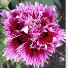 30 Carnation,Terry Mix,Cloves Terry Mix seeds,Dianthus caryophyllus L,carnation,SW95 30 Carnation,Terry Mix,Cloves Terry Mix seeds,Dianthus caryophyllus L,carnation,SW95