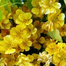 15 nasturtium seeds,Nasturtium Yellow Flare,SW96 15 nasturtium seeds,Nasturtium Yellow Flare,SW96