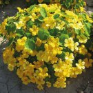 15 nasturtium seeds,Nasturtium Yellow Flare,SW96 15 nasturtium seeds,Nasturtium Yellow Flare,SW96