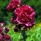 30 Mallow seeds Garland ,Malva seeds,hollyhock seeds,organic seeds - #302 30 Mallow seeds Garland ,Malva seeds,hollyhock seeds,organic seeds - #302