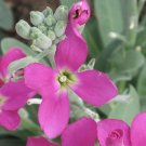 500 Matthiola seeds,evening scent,SW98 500 Matthiola seeds,evening scent,SW98