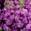 1200 Matthiola seeds,evening scent,SW98 1200 Matthiola seeds,evening scent,SW98
