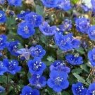400 Phacelia Saphire seeds,Phacelia Tanacetifolia seeds,California bluebell,SW99