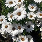 Dimorfoteka seeds Coconut ice,Dimorfoteka seeds,organic seeds, #292