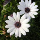 50 Dimorphotheca seeds,White African Daisy,Ecklonis,SW100 50 Dimorphotheca seeds,White African Daisy,Ecklonis,SW100