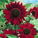 60 Sunflower Red seeds,organic seeds,Easy to grow,SW89 60 Sunflower Red seeds,organic seeds,Easy to grow,SW89