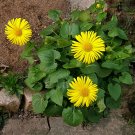 100 Doronicum seeds,Doronicum orientale,Medicinal Herb,SW101 100 Doronicum seeds,Doronicum orientale,Medicinal Herb,SW101