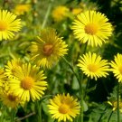 100 Doronicum ,Doronicum orientale,Medicinal Herb,SW101