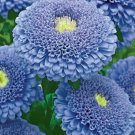 50 aster blue seeds,Pompon aster,blue aster,SW104