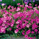100 Viscária vulgáris seeds,Viscária seeds,Viscária Oculata,SW113 100 Viscária vulgáris seeds,Viscária seeds,Viscária Oculata,SW113