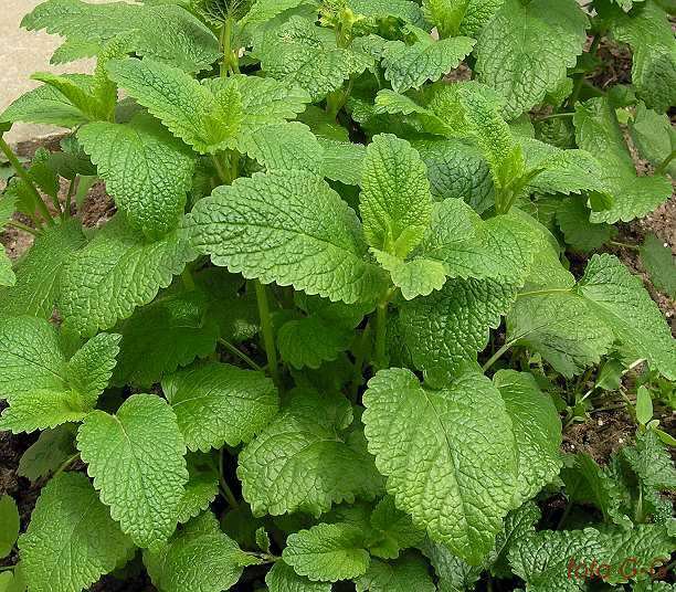 300 Melissa Seeds,lemon Balm,melissa Officinalis Seeds ,sw116