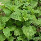 300 Melissa Seeds,Lemon Balm,Melissa officinalis seeds ,SW116 300 Melissa Seeds,Lemon Balm,Melissa officinalis seeds ,SW116