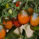 50 tomato black ,tomato seeds,black tomato,SW118 50 tomato black ,tomato seeds,black tomato,SW118
