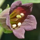 20 Belladonna Atropa seeds,Medicinal Herb,SW42 20 Belladonna Atropa seeds,Medicinal Herb,SW42