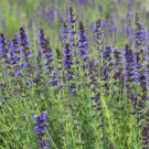 100 Hyssop seeds,hyssopus officinalis,SW121 100 Hyssop seeds,hyssopus officinalis,SW121