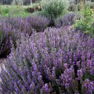 100 Hyssop seeds,hyssopus officinalis,SW121 100 Hyssop seeds,hyssopus officinalis,SW121