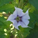 60 Datura seeds, Datura,Datura metel,brugmansia,SW126