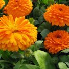 10 Calendula seeds,Calendula officinalis,SW210 10 Calendula seeds,Calendula officinalis,SW210