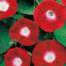 100 Morning Glory Red Seeds , Ipomoea Red Ruby,SW448