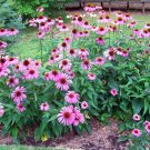 100 Echinacea, echinacea seeds,organic Echinacea ,Echinacea purpurea,medicinal plants,SW02 100 Echinacea, echinacea seeds,organic Echinacea ,Echinacea purpurea,medicinal plants,SW02