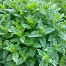 50 Mint seeds,peppermint,medicinal herb,SW23 50 Mint seeds,peppermint,medicinal herb,SW23