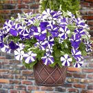 100 Petunia Ultra Blue Star , petunia seeds,Flower Seeds,SW28