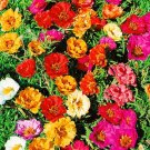 400 Portulaca seeds,Portulaca Mix seeds,SW18