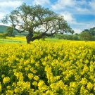 1000 mustard seeds,yellow mustard,BRASSICA JUNCEA,organic mustard,SW38 1000 mustard seeds,yellow mustard,BRASSICA JUNCEA,organic mustard,SW38