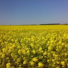 1000 mustard seeds,White mustard,SINAPIS ALBA,organic mustard,SW37 1000 mustard seeds,White mustard,SINAPIS ALBA,organic mustard,SW37