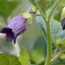15 Belladonna Atropa seeds,Medicinal Herb,SW42 15 Belladonna Atropa seeds,Medicinal Herb,SW42