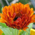 10 Calendula seeds , indian prince,Calendula officinalis,SW05 10 Calendula seeds , indian prince,Calendula officinalis,SW05