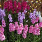 100 Levkoy seeds,Matthiola seeds,Matthiola incana,SW131 100 Levkoy seeds,Matthiola seeds,Matthiola incana,SW131