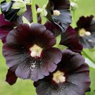 25 Alcea rosea black seeds,Alcea,Malva alcea L,Hollyhock black,SW132 25 Alcea rosea black seeds,Alcea,Malva alcea L,Hollyhock black,SW132