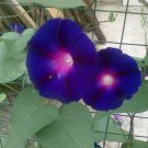 Purple Morning Glory seeds, 1g Ipomoea seeds,Ipomoea Purple ,Ipomoea Purpurea, SW133 Purple Morning Glory seeds, 1g Ipomoea seeds,Ipomoea Purple ,Ipomoea Purpurea, SW133