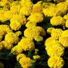 400 Marigolds Solar Giants seeds ,Tagetes Flower Seeds,SW135 400 Marigolds Solar Giants seeds ,Tagetes Flower Seeds,SW135