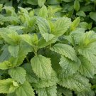 200 Melissa Officinalis,Lemon Balm,medicinal herb,SW139