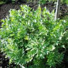 100 Levisticum , Levisticum,Lovage,Medicinal herb, SW141