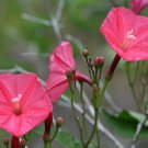 15 Morning Glory Red , Ipomoea Red Ruby,SW27 15 Morning Glory Red , Ipomoea Red Ruby,SW27