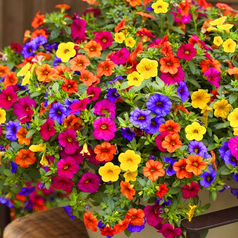 2000 Petunia Seeds Mix Color,Hanging Petunia Mixed Colors,Flower Seeds ...