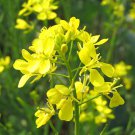 200 mustard seeds,yellow mustard,BRASSICA JUNCEA,organic mustard,SW38 200 mustard seeds,yellow mustard,BRASSICA JUNCEA,organic mustard,SW38