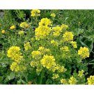 200 mustard seeds,black mustard,organic mustard,SW49 200 mustard seeds,black mustard,organic mustard,SW49