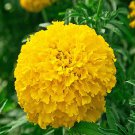 200 Marigolds Solar Giants seeds ,Tagetes Flower Seeds,SW135 200 Marigolds Solar Giants seeds ,Tagetes Flower Seeds,SW135
