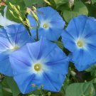 15 Blue Morning Glory seeds,Ipomoea seeds,Ipomoea Blue ,Ipomoea Purpurea, SW137