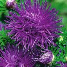 Aster CINDERELLA, Aster purple, Aster seeds; 0,25 gr, SW172