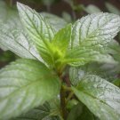 Mint Golden Jubilee, Melissa seeds,organic seeds, 0,15g - #192