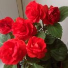 30 Red Balsam seeds,Terry balsam seeds,Impatients Walleriana,SW34 30 Red Balsam seeds,Terry balsam seeds,Impatients Walleriana,SW34