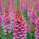 400 Digitalis purpurea ,Foxglove purple,Medicinal Herb,organic seeds, ##57 400 Digitalis purpurea ,Foxglove purple,Medicinal Herb,organic seeds, ##57